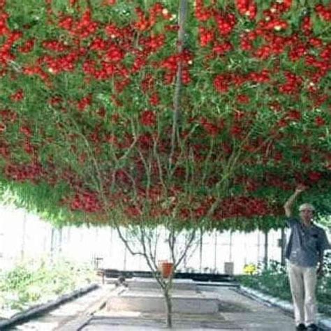 Jual Benih Buah Pohon Tomat Italia Italian Tree Tomato Isi Butir