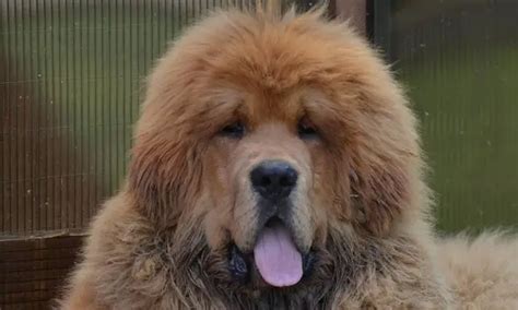 17 Pictures Of Tibetan Mastiffs You Will Be Scared Page 2 The Paws