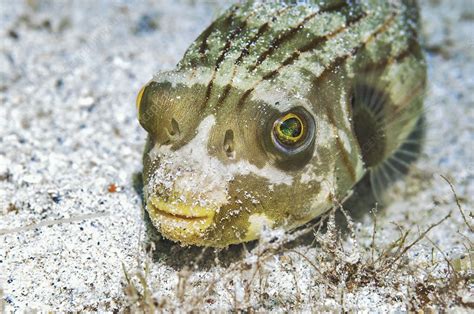 Striped Pufferfish Stock Image C0458963 Science Photo Library