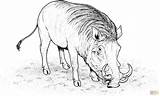Warthog Caracal Pig Boar Stalemate Supercoloring Clipground sketch template