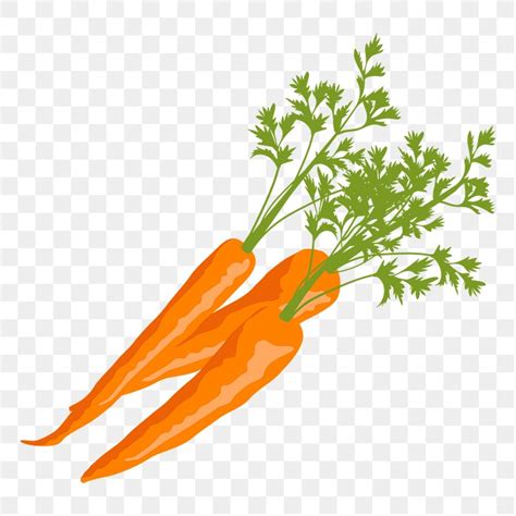 Carrots Png Sticker Realistic Illustration Premium Png Rawpixel