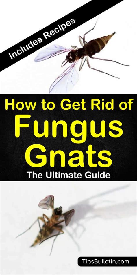 13 Creative Ways To Get Rid Of Fungus Gnats