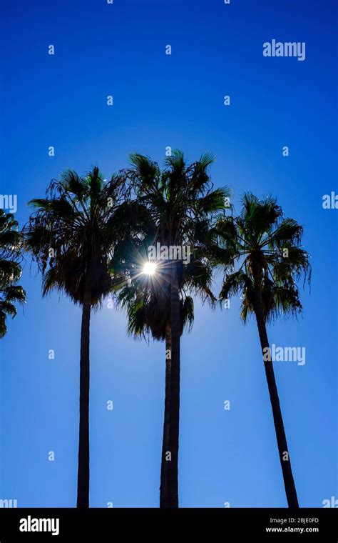 Sunlight Bursting Through Palm Trees On Venice Beach Boardwalk On A