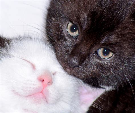 Tuyển Chọn 100 Hình ảnh Mèo ôm Nhau Cute Cập Nhật Mới Nhất Wikipedia