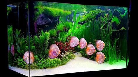 Setting Up Planted Discus Aquarium Aquascape Ideas