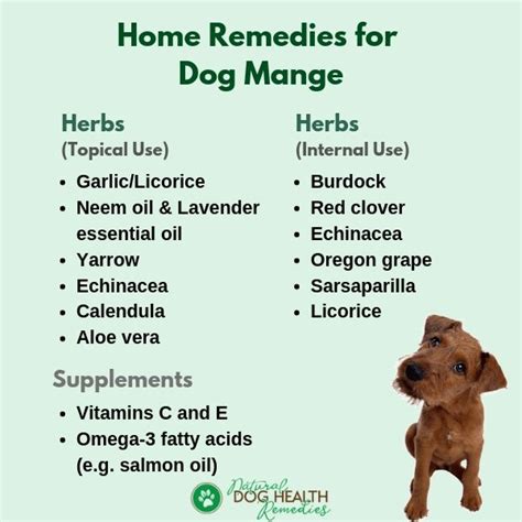 Home Remedies For Mange In Dogs And Puppies