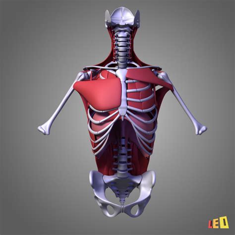Human Torso Muscles 3d Model
