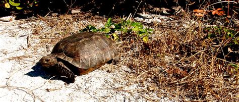 Fastest Turtle In The World Chris Egan Flickr