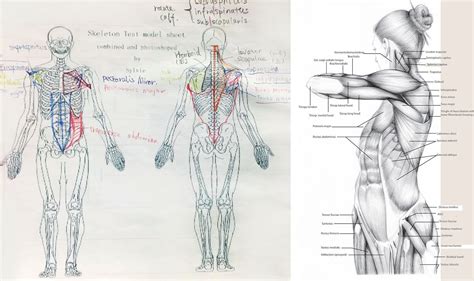 Body Anatomy Drawing At Explore Collection Of Body