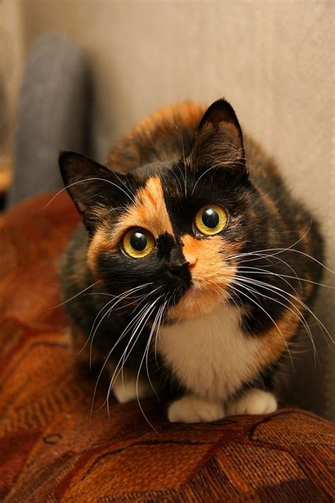 1025 Best Tortoiseshellcalico Cats Images On Pinterest Kitty Cats