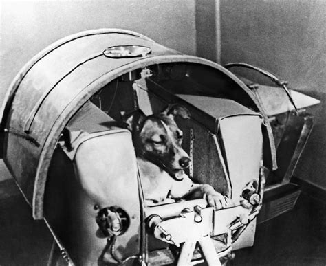 She was the first animal to go into space, to orbit the earth we have written many articles about laika for universe today. Laika the Dog: the First Animal in Outer Space