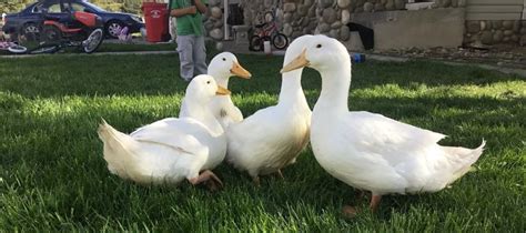 How Much Does It Cost To Keep Feed And Raise A Pet Ducks