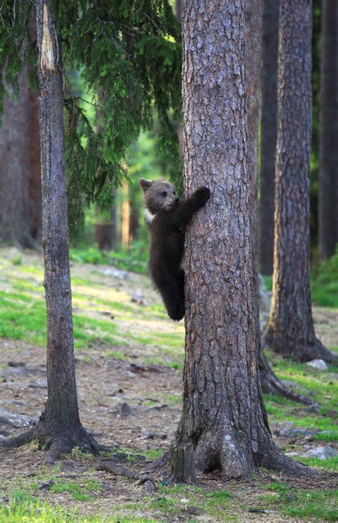Man Finds Bear Cubs In A Finnish Forest And They Are Dancing 12 Pics