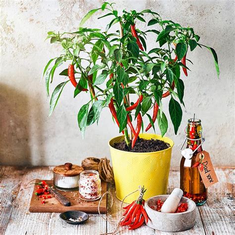 A Potted Plant Sitting On Top Of A Wooden Table Next To Spices And Bottles