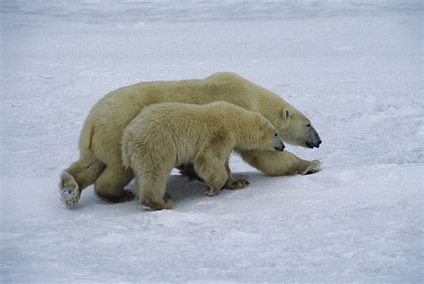 Polar Bear Cub Sow Protecting Cub Ursus License Image 70180321