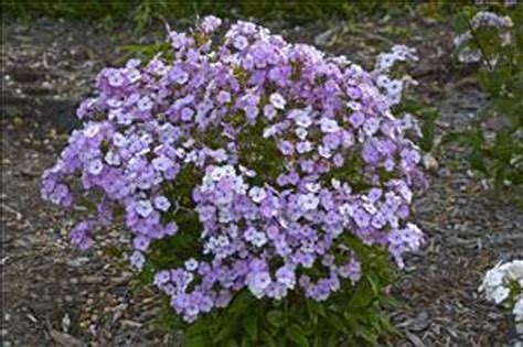 Phlox Opening Act Blush Perennial Plant Sale Shipped From Grower To
