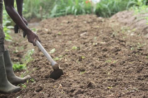 Peut On Planter Du Manioc En France - Agrivie - Quelle est la différence entre semer et planter?... | Facebook