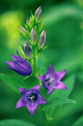 Partial shade to full sun; The Best Flowers to Plant in Oklahoma | Garden Guides
