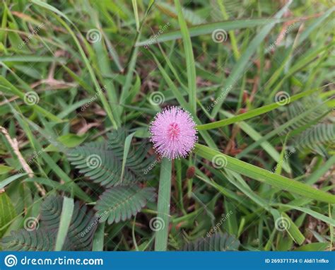 The Flower Of Shy Plant Or Mimosa Pudica Stock Photo Image Of Grow