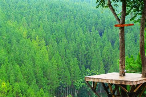 Beautiful Pine Forests In Tropical Indonesia Indonesia Travel