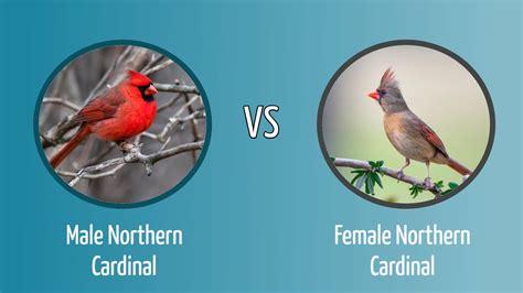 Northern Cardinal Male Vs Female How To Tell The Difference Optics Mag