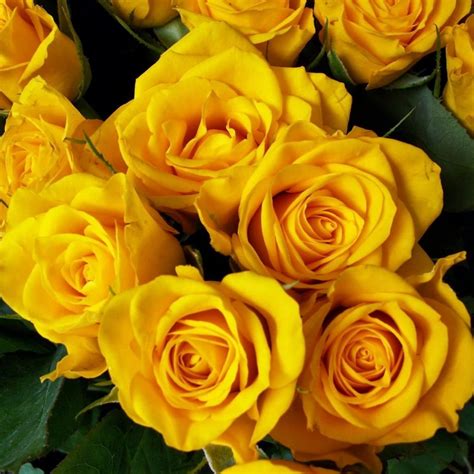 مجموعة باقة ورد صفراء جميلة صور ورد وزهور Rose Flower Images