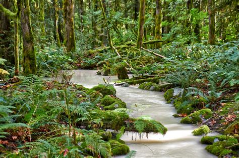 Travel4pictures Milky River Pacific Temperate Rainforests 2014