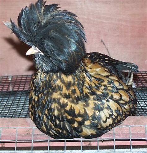 golden laced polish chicks for sale cackle hatchery