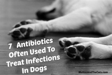 7 Antibiotics Often Used To Treat Infections In Dogs Animal