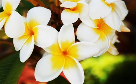 Romantic Flowers Hawaiian Flowers