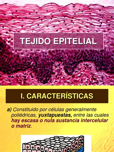 Tejido Epitelial Completo New Membrana Mucosa Epitelio