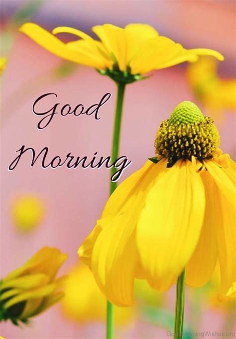 The first feelings of the day are often the most persistent, so it's always best to make them good and positive. Good Morning Images, Full Top Hd Good Morning, #29120