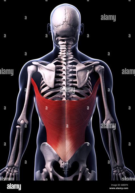 3d Rendered Illustration Of The Latissimus Dorsi Muscle Stock Photo