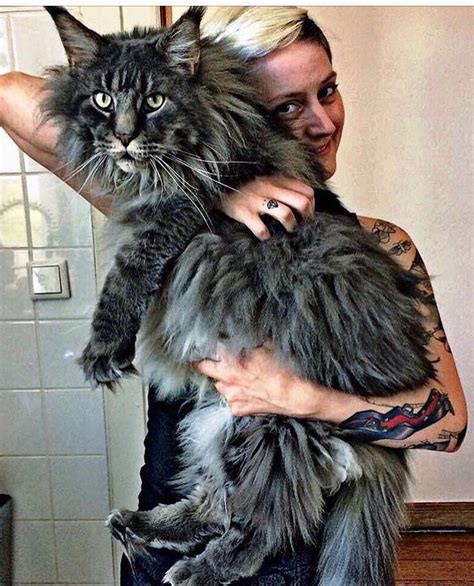 The Maine Coon One Of The Biggest Cat Ever Kattencats Tips Funny