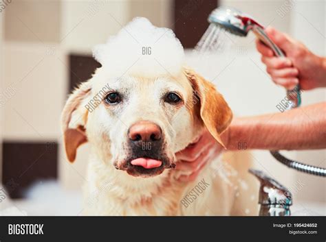 Dog Taking Bath Image And Photo Free Trial Bigstock