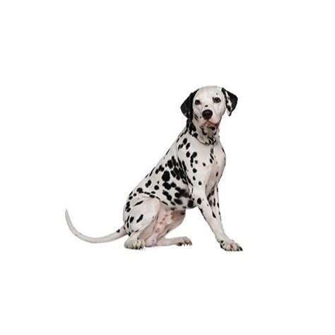 Dalmatian puppies for sale and dogs for adoption in texas, tx. Dalmatian Puppies - Visit Petland in Dallas, Texas