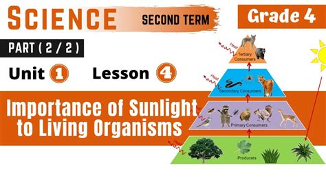 Science G4 The Importance Of Sunlight To Living Organisms Part 2