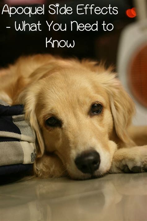 So far i already feel less anxious, but i feel soooo tired, like i could sleep all day. Apoquel Side Effects in Dogs