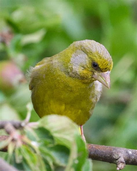 Pin By Laine Mikkelson On Birds In Our Garden In 2020