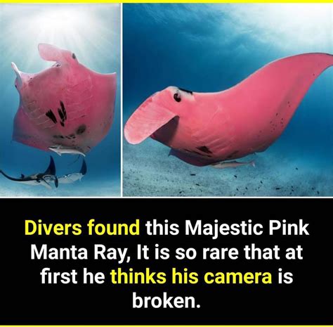 A Rare Pink Manta Ray Was Spotted Off The Great Barrier Reef In 2020