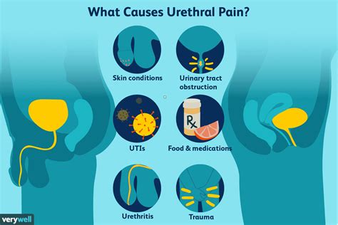 Urethra Anatomy Function And Treatment