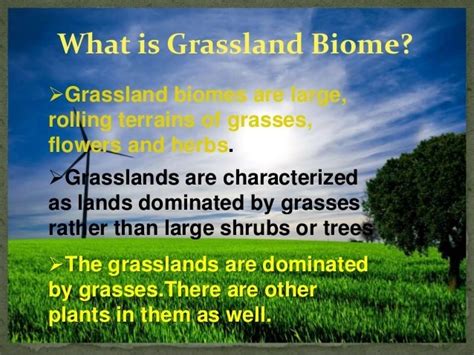 What Is Grassland Biomes Definition Types Facts Check