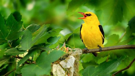 Érkeznek a sárgarigók, felhangzik az egyik legszebb madárdal