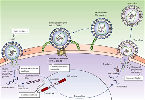 Hiv Infection Epidemiology Pathogenesis Treatment And Prevention