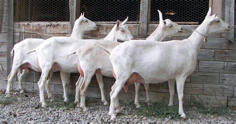 Saanen Goat Breeds List