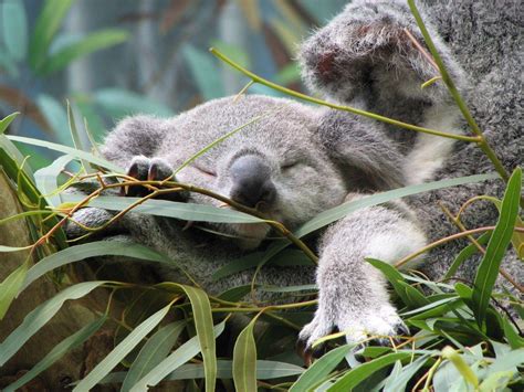 Koala Wallpapers Wallpaper Cave