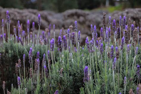 Flowers normally associate with their beauty and sweet fragrance. Lavender Lovin' - Mother, Inc