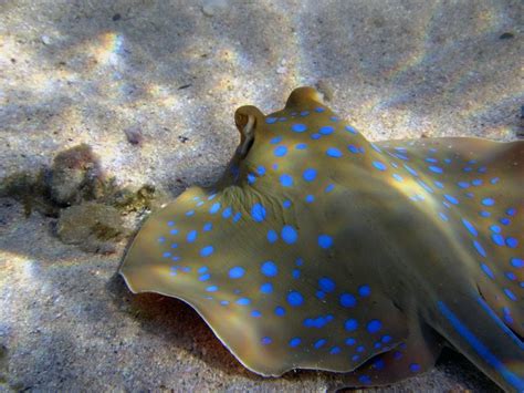 Free Images Skate Underwater Stingray Coral Reef Egypt