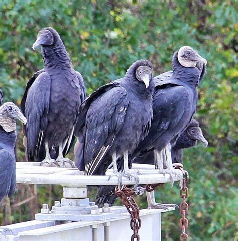 Black Vultures Are Expanding Their Range In Southern Illinois