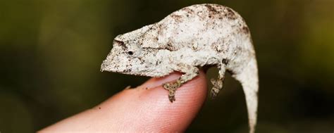 New Species Of Chameleon Environmental Conservation Seed Madagascar